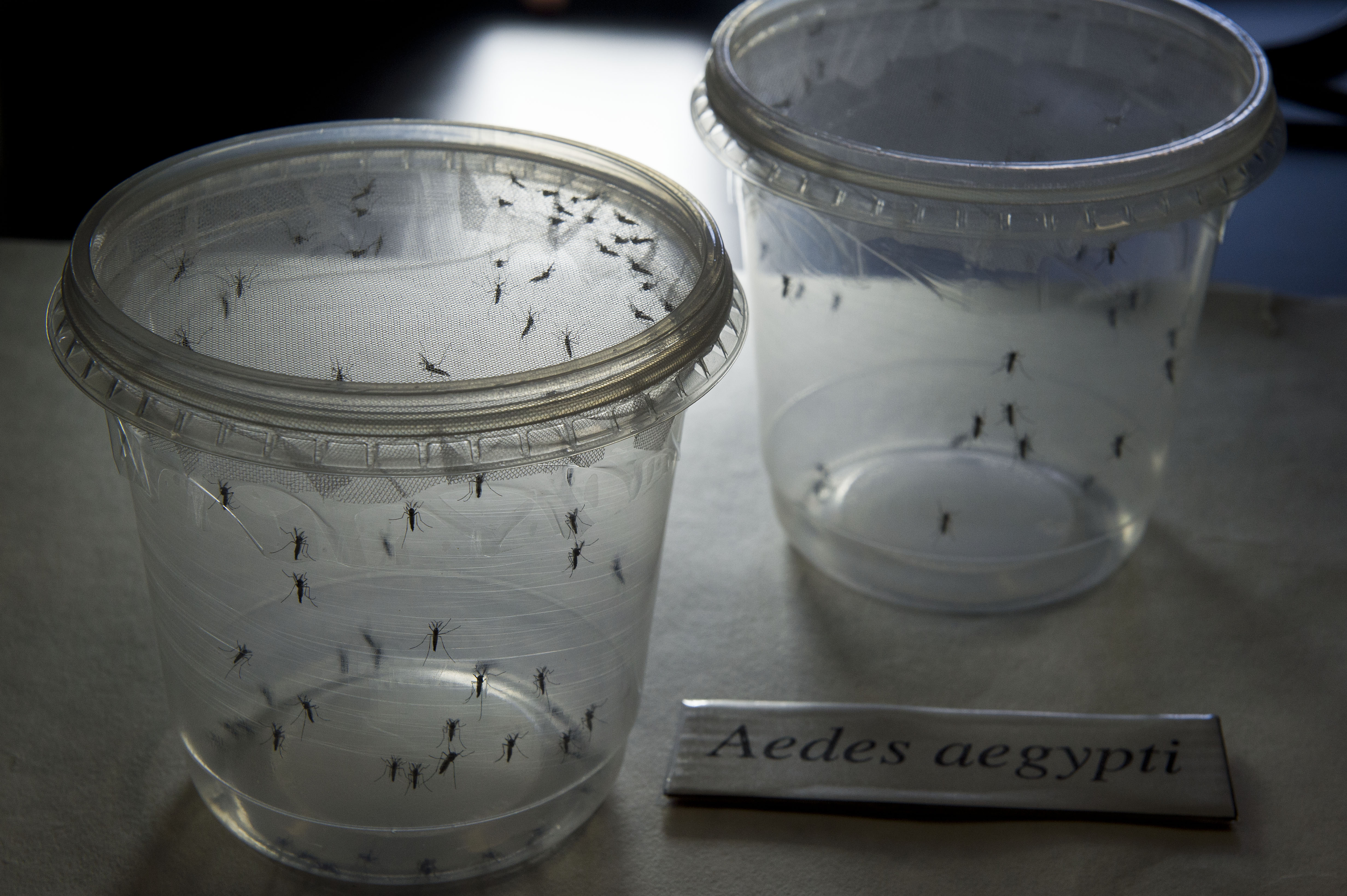 BRAZIL-SENEGAL-SCIENCE-HEALTH-ZIKA-VIRUS